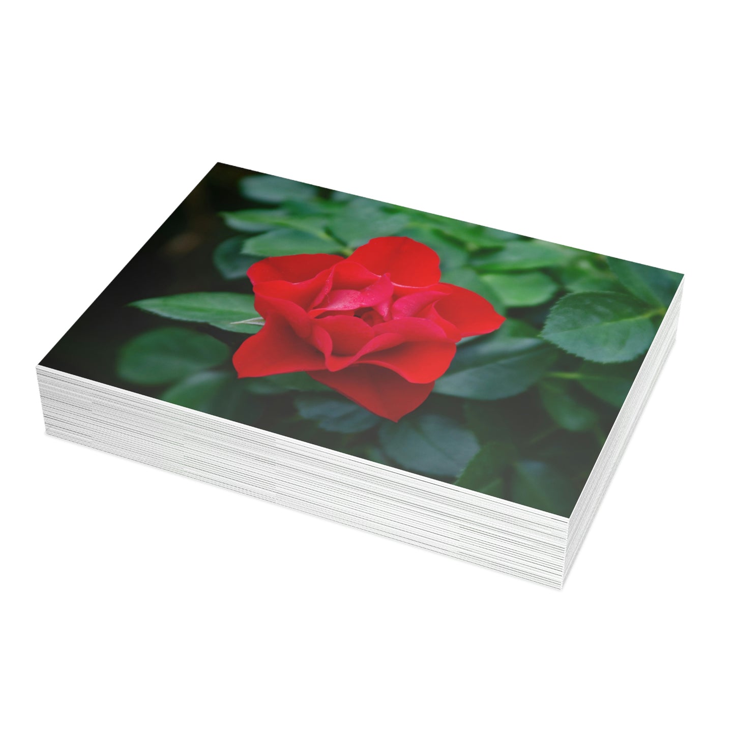 Flowers 06 Greeting Card Bundles (envelopes not included)