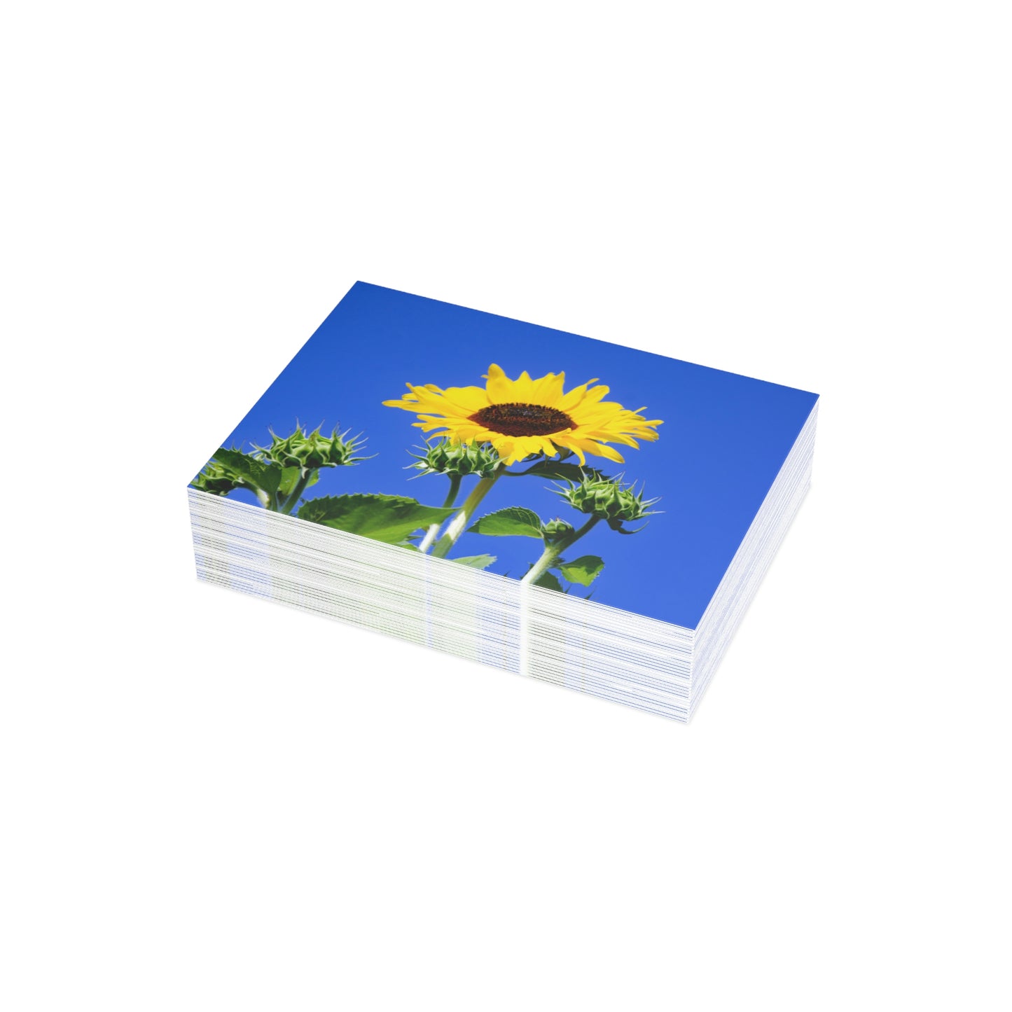 Flowers 01 Greeting Card Bundles (envelopes not included)