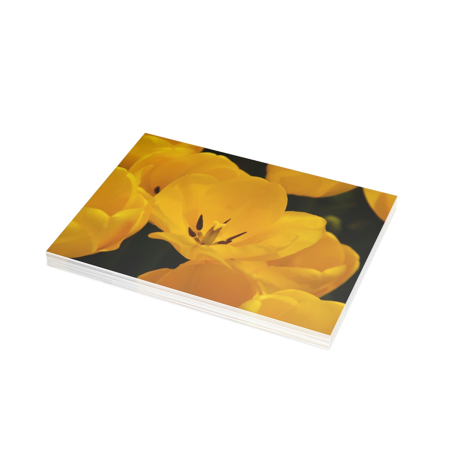 Flowers 16 Greeting Card Bundles (envelopes not included)