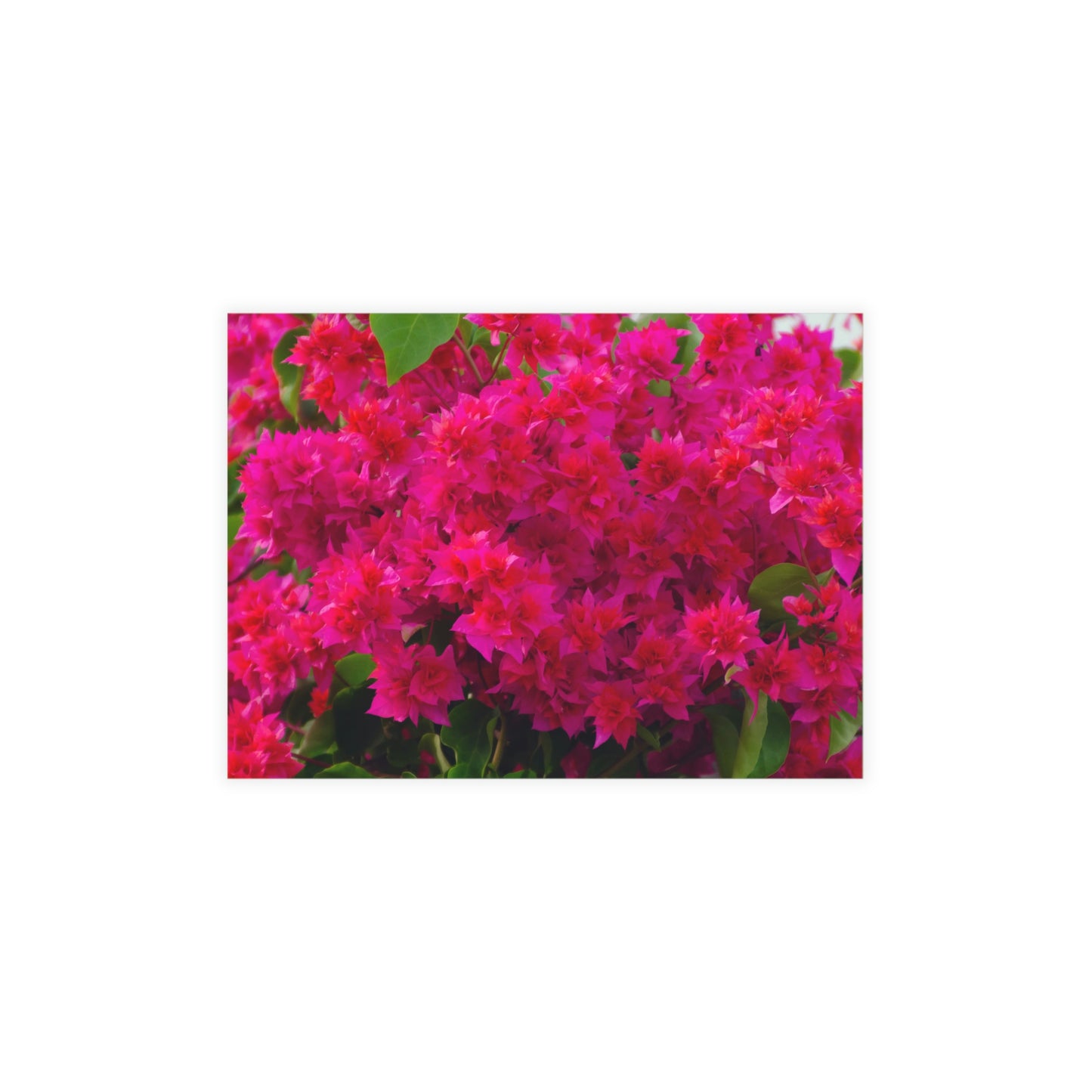 Flowers 28 Greeting Card Bundles (envelopes not included)