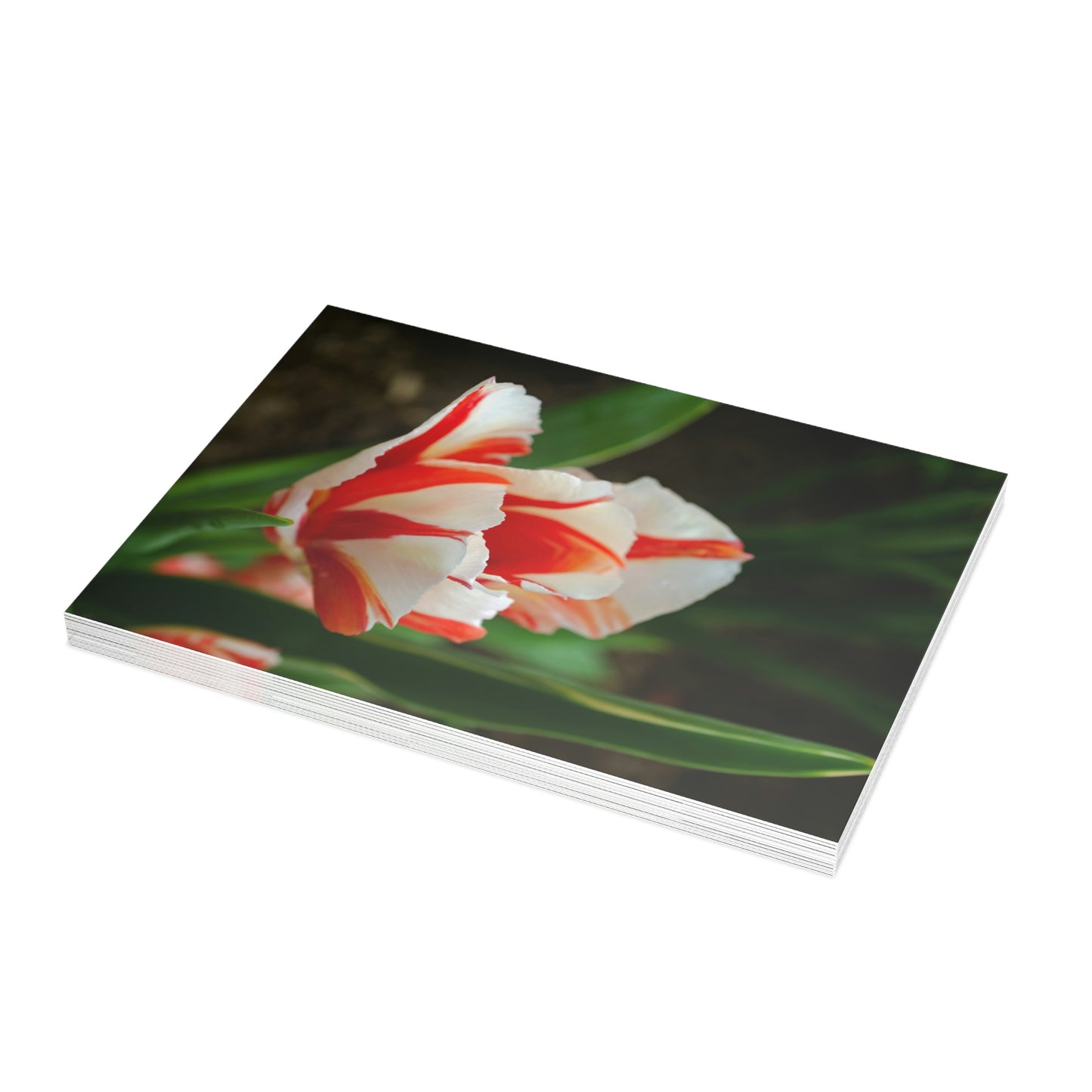 Flowers 04 Greeting Card Bundles (envelopes not included)