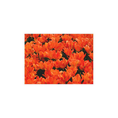 Flowers 02 Greeting Card Bundles (envelopes not included)