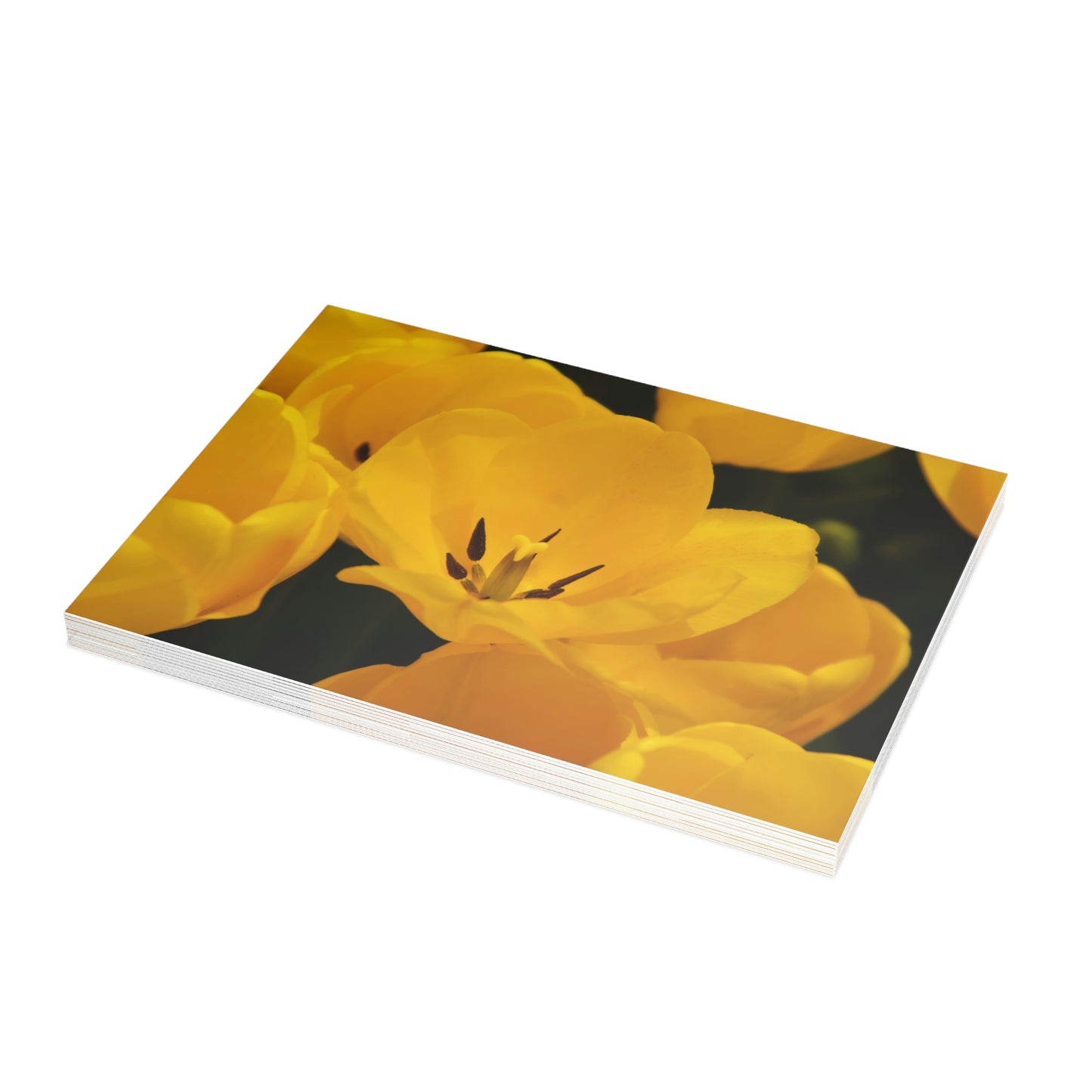 Flowers 16 Greeting Card Bundles (envelopes not included)