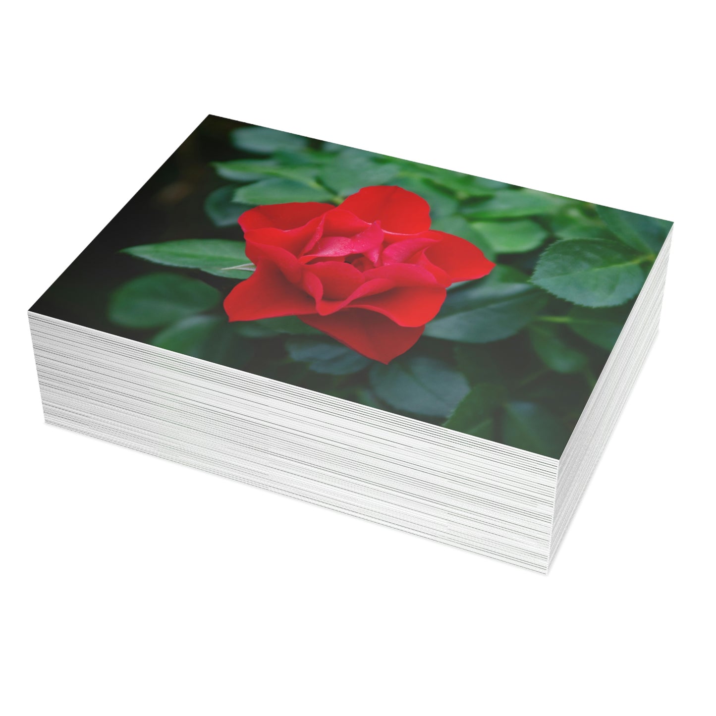 Flowers 06 Greeting Card Bundles (envelopes not included)