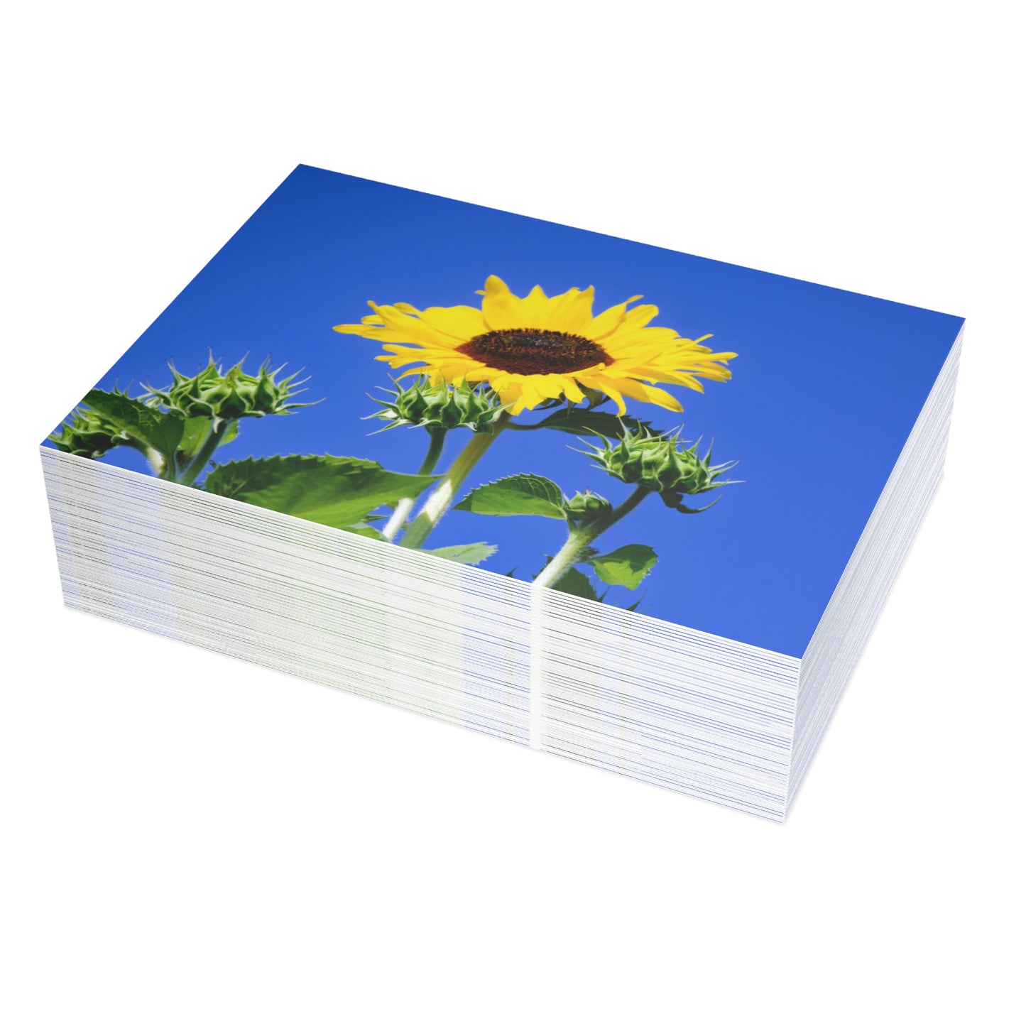 Flowers 01 Greeting Card Bundles (envelopes not included)