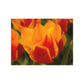 Flowers 13 Greeting Card Bundles (envelopes not included)