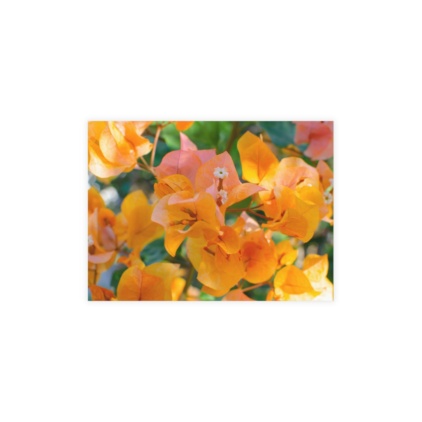 Flowers 29 Greeting Card Bundles (envelopes not included)