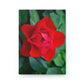 Flowers 07 Hardcover Journal Matte