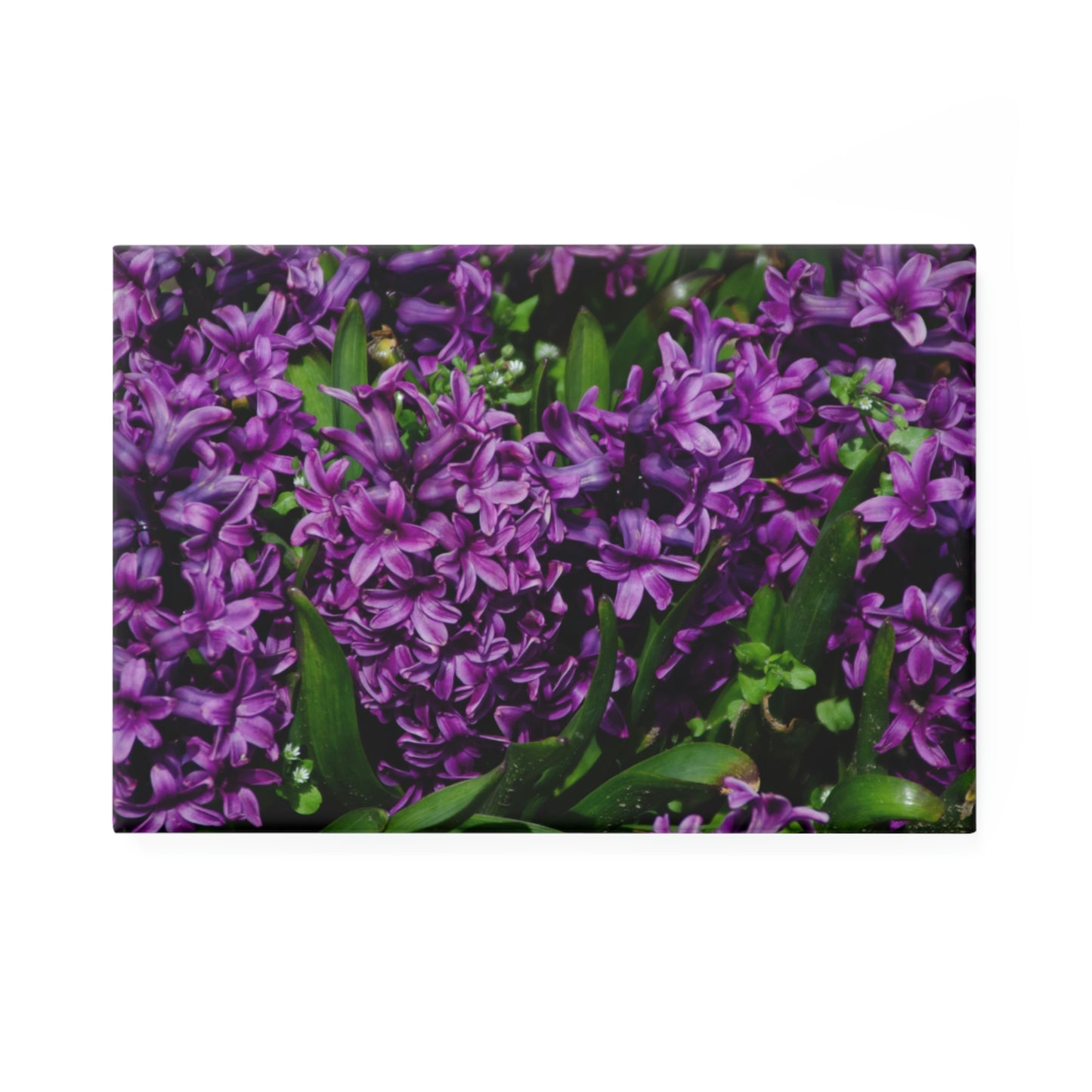 Flowers 21 Button Magnet, Rectangle (1 & 10 pcs)