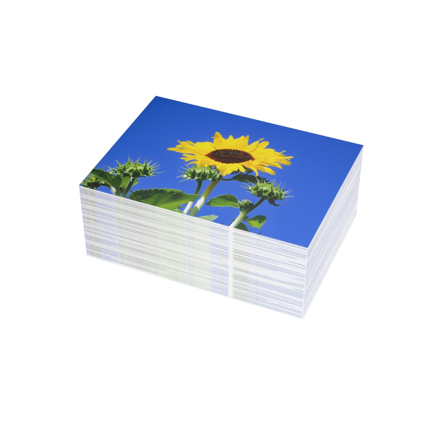 Flowers 01 Greeting Card Bundles (envelopes not included)