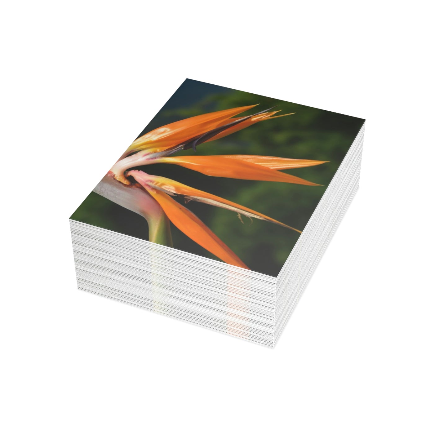 Flowers 26 Greeting Cards (1, 10, 30, and 50pcs)