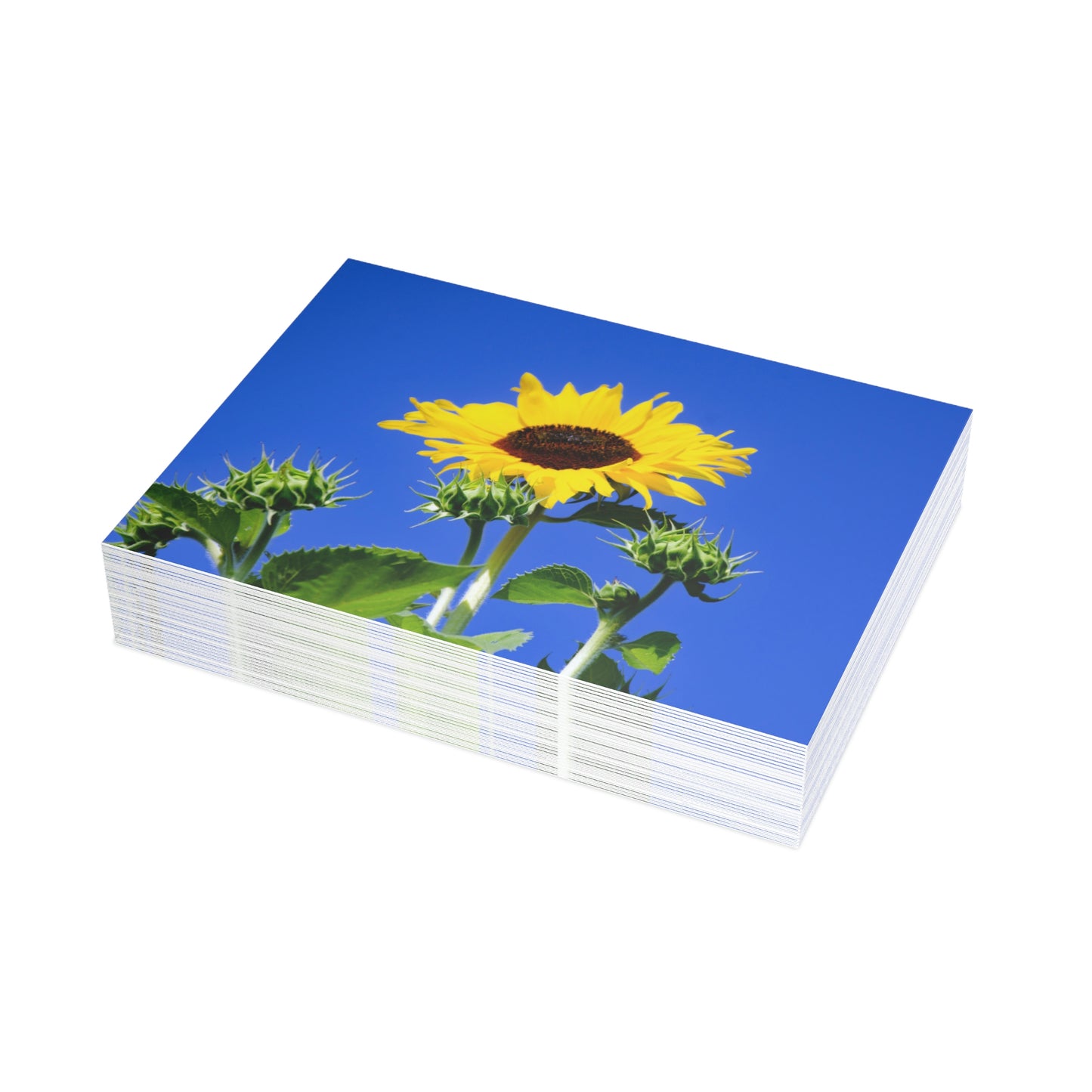 Flowers 01 Greeting Card Bundles (envelopes not included)