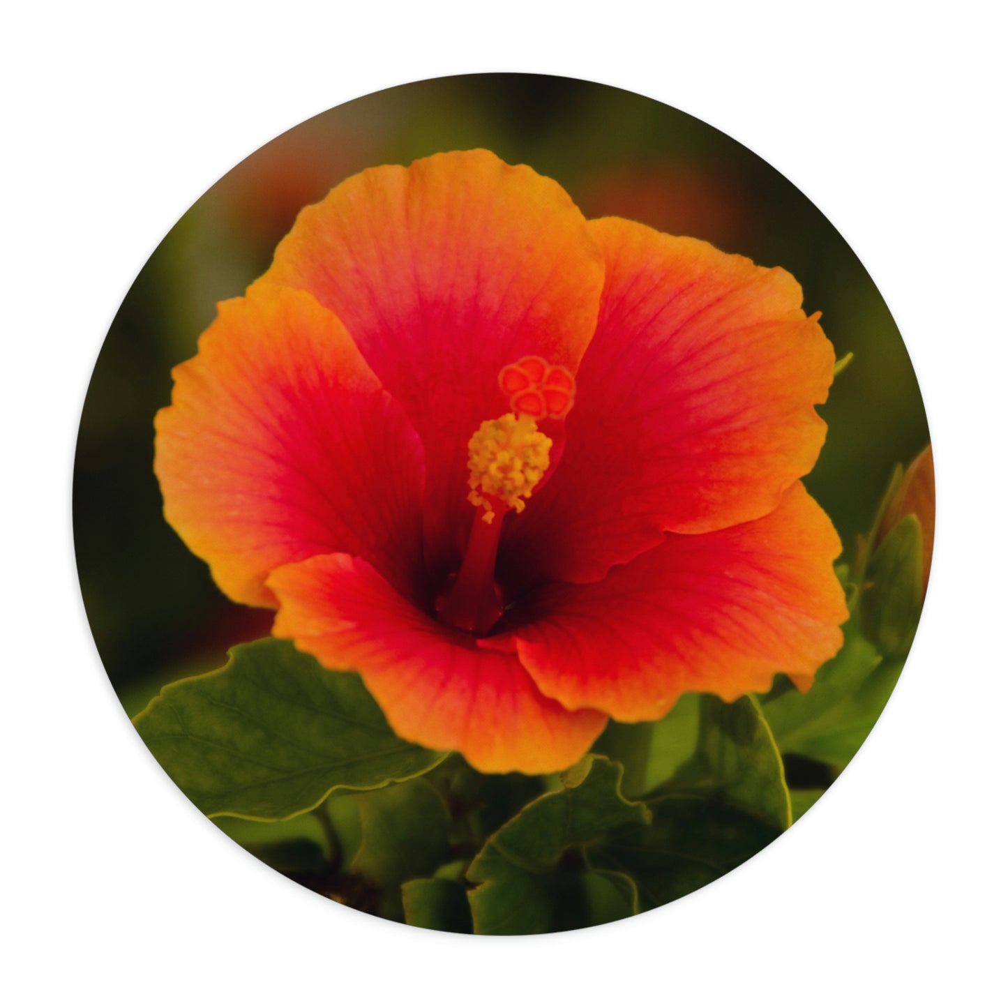 Flowers 31 Mouse Pad