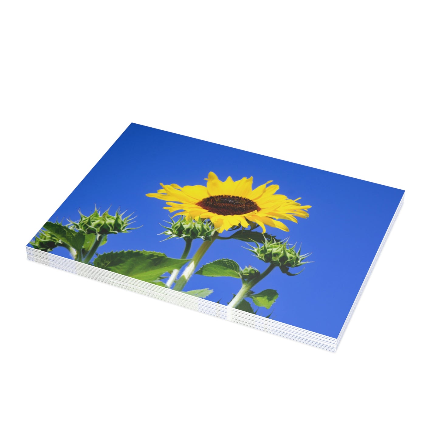 Flowers 01 Greeting Card Bundles (envelopes not included)