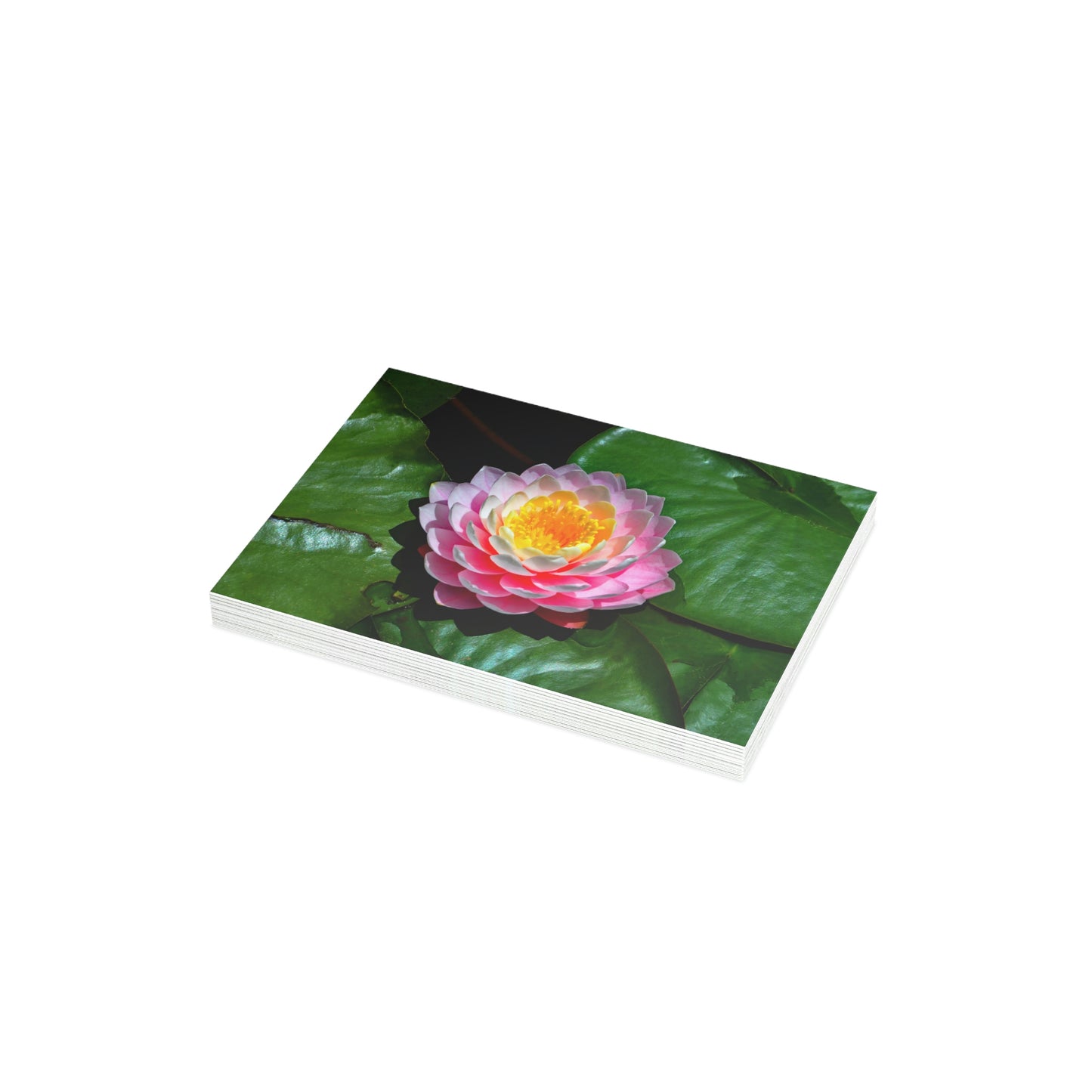 Flowers 25 Greeting Card Bundles (envelopes not included)