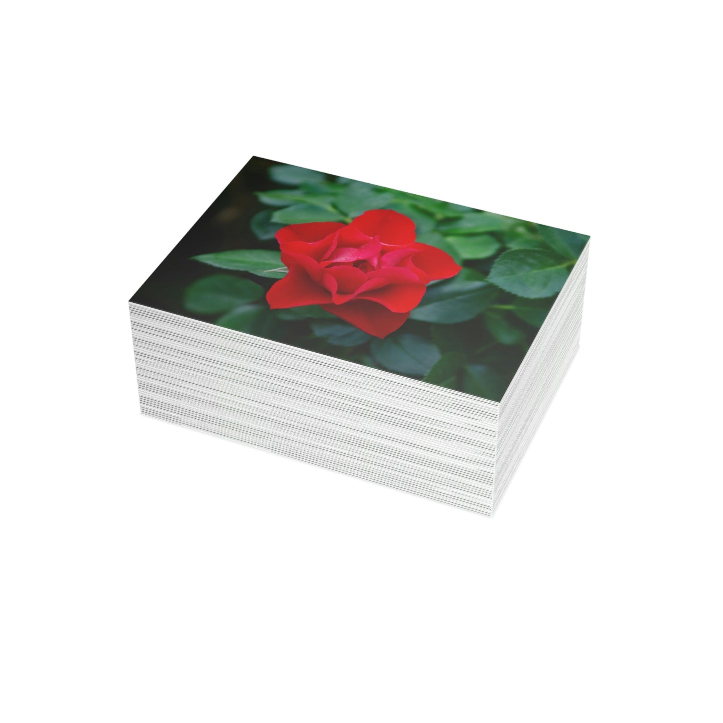 Flowers 06 Greeting Card Bundles (envelopes not included)