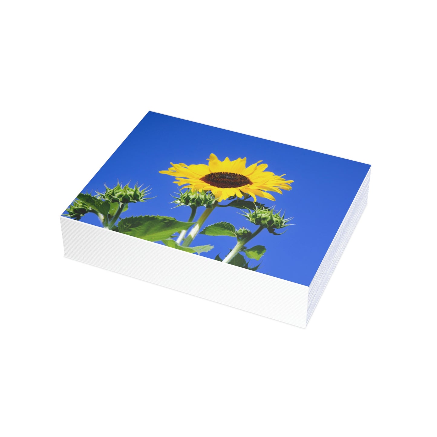 Flowers 01 Greeting Card Bundles (envelopes not included)