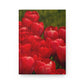 Flowers 22 Hardcover Journal Matte