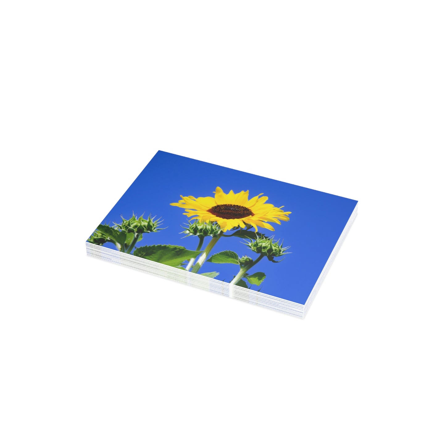 Flowers 01 Greeting Card Bundles (envelopes not included)