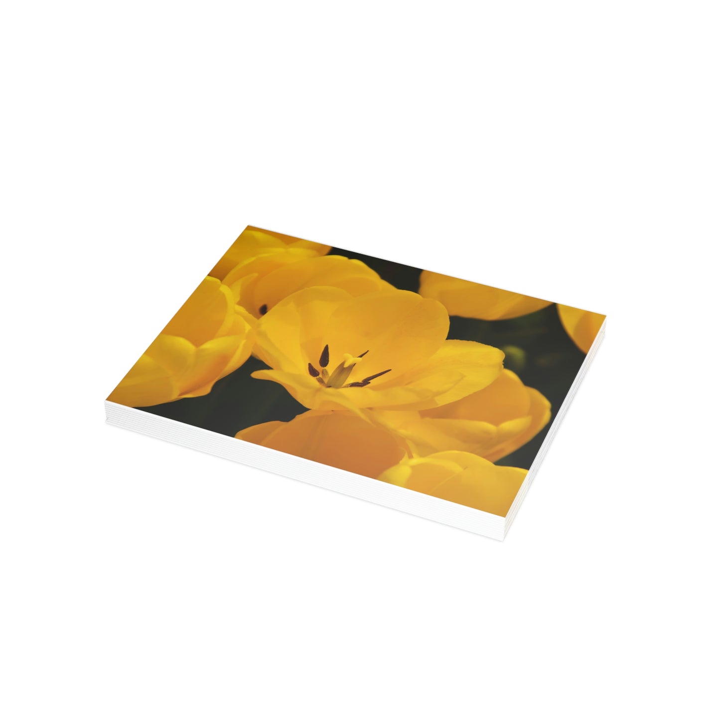 Flowers 16 Greeting Card Bundles (envelopes not included)