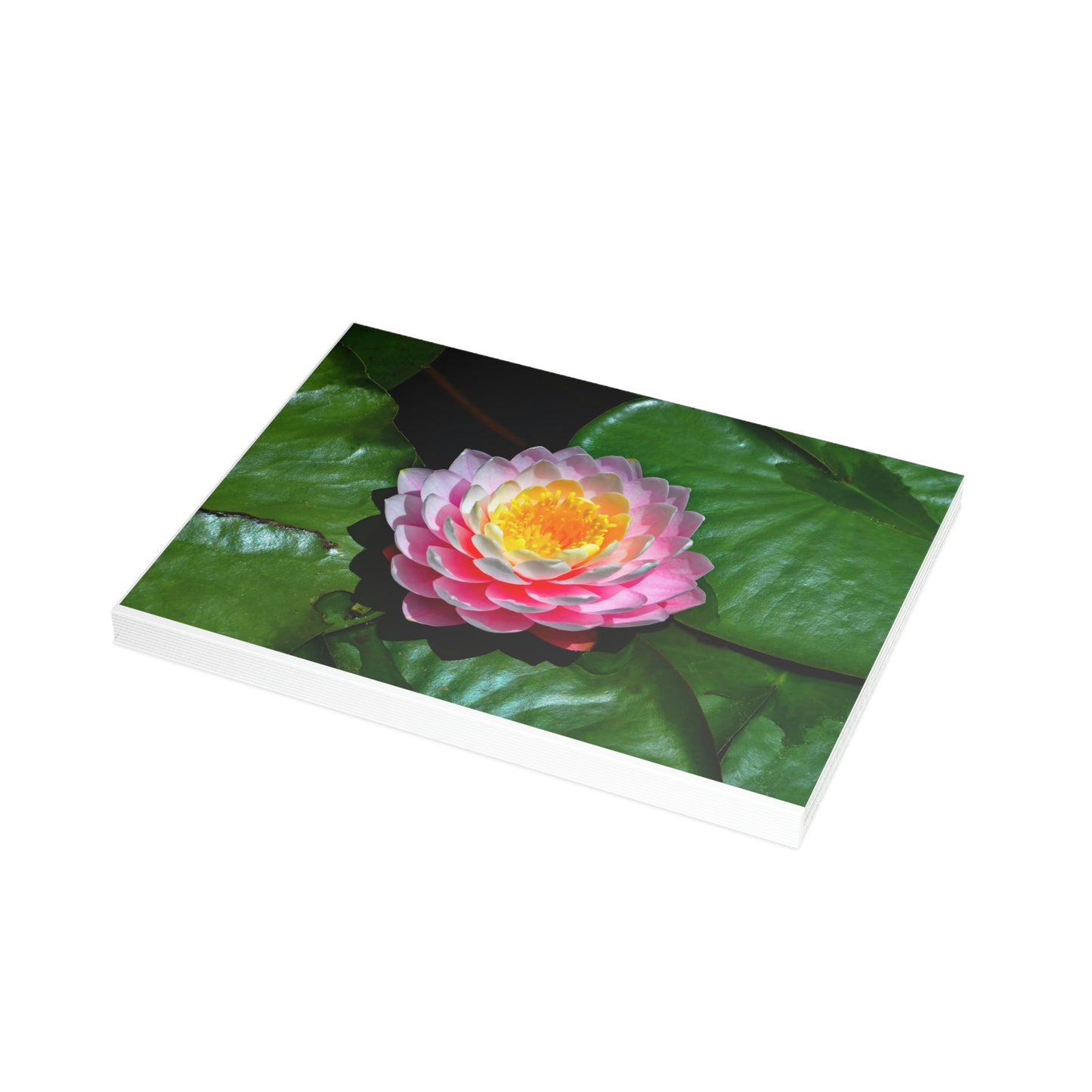 Flowers 25 Greeting Card Bundles (envelopes not included)