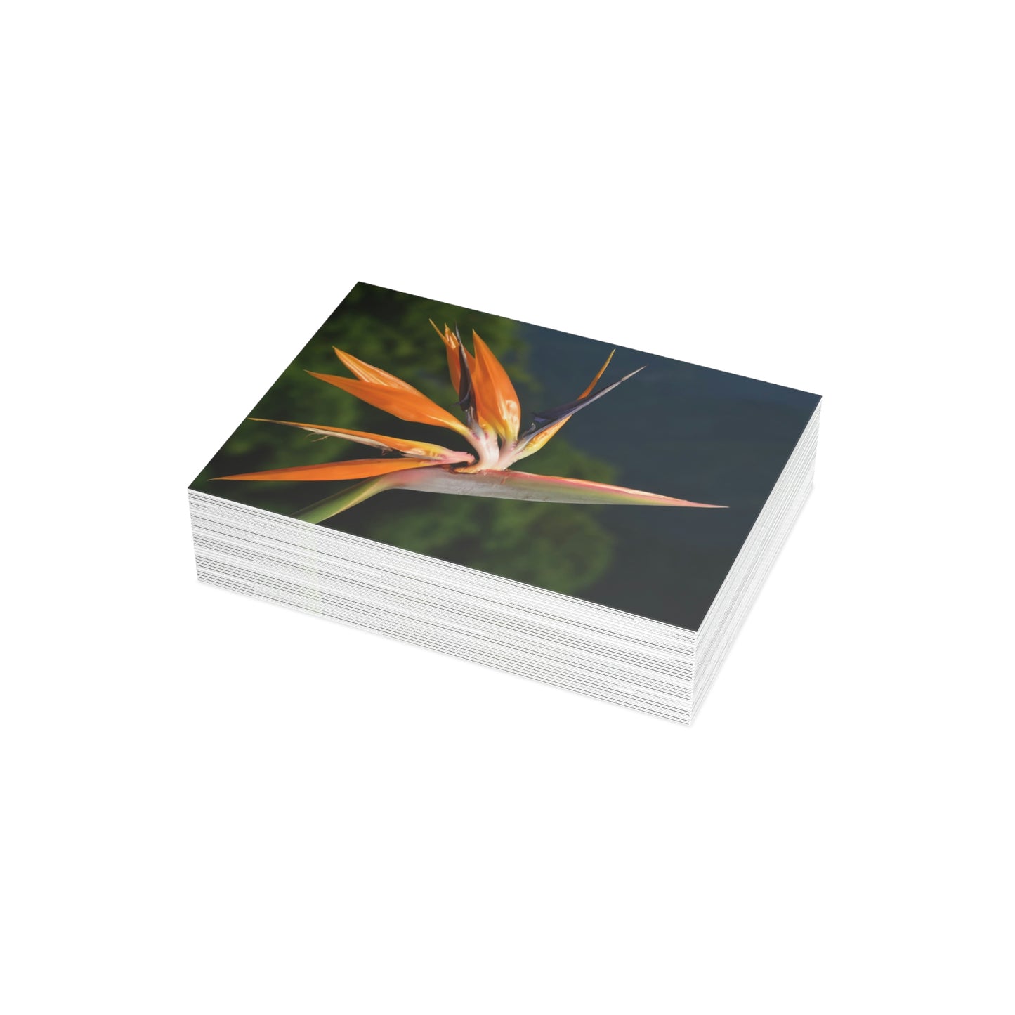 Flowers 26 Greeting Card Bundles (envelopes not included)