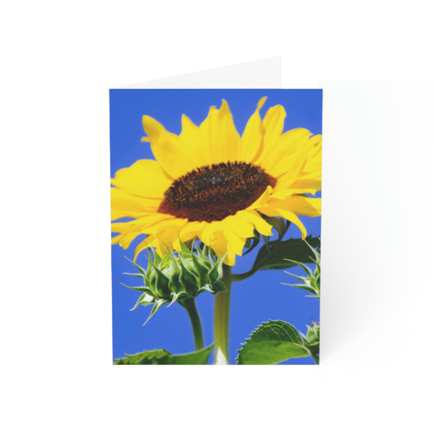 Flowers 02 Greeting Cards (1, 10, 30, and 50pcs)