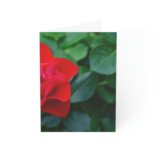 Flowers 11 Greeting Cards (1, 10, 30, and 50pcs)