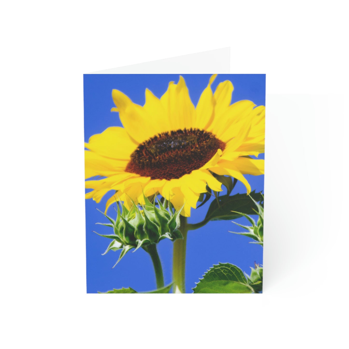 Flowers 02 Greeting Cards (1, 10, 30, and 50pcs)