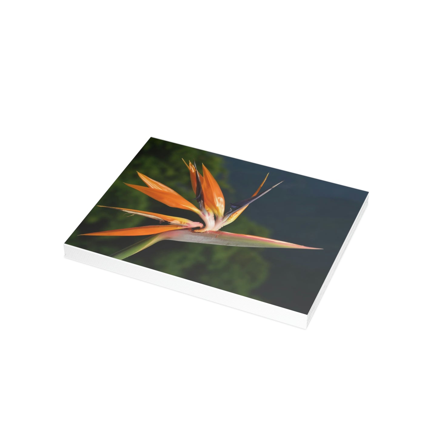 Flowers 26 Greeting Card Bundles (envelopes not included)