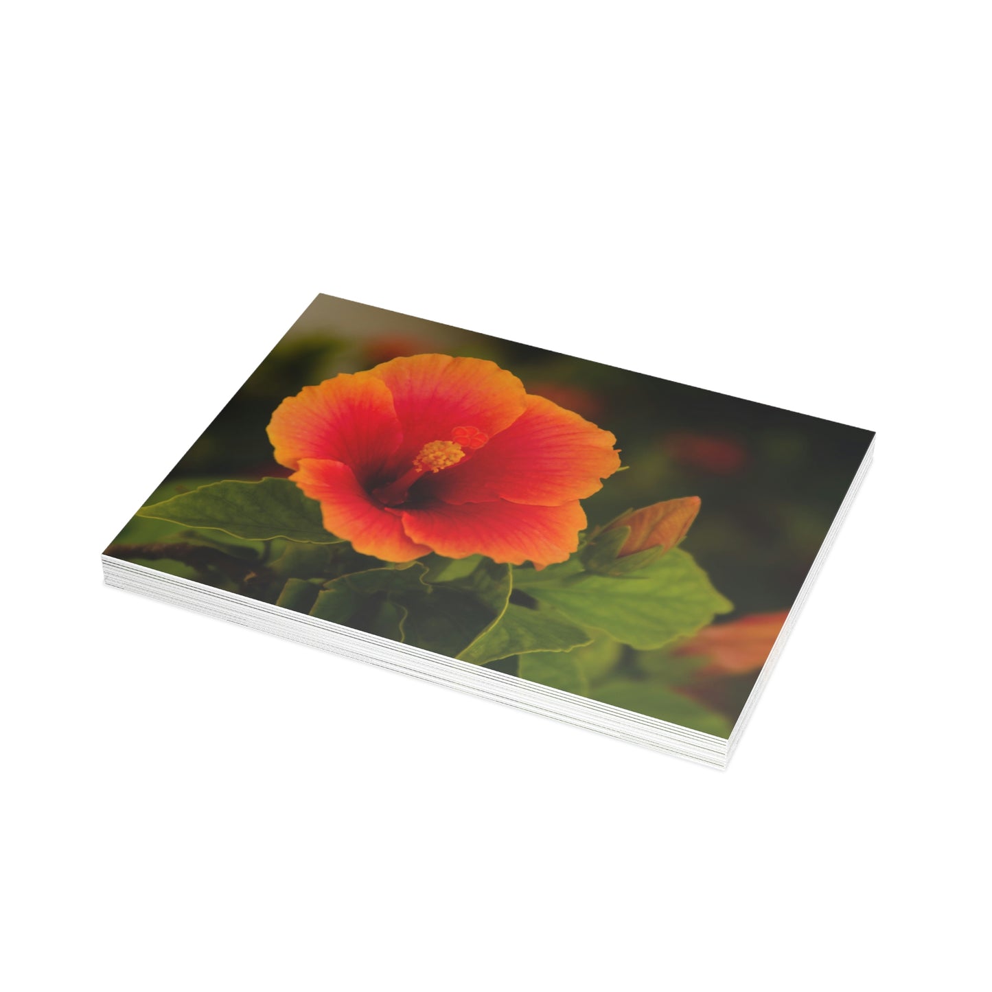 Flowers 31 Greeting Card Bundles (envelopes not included)