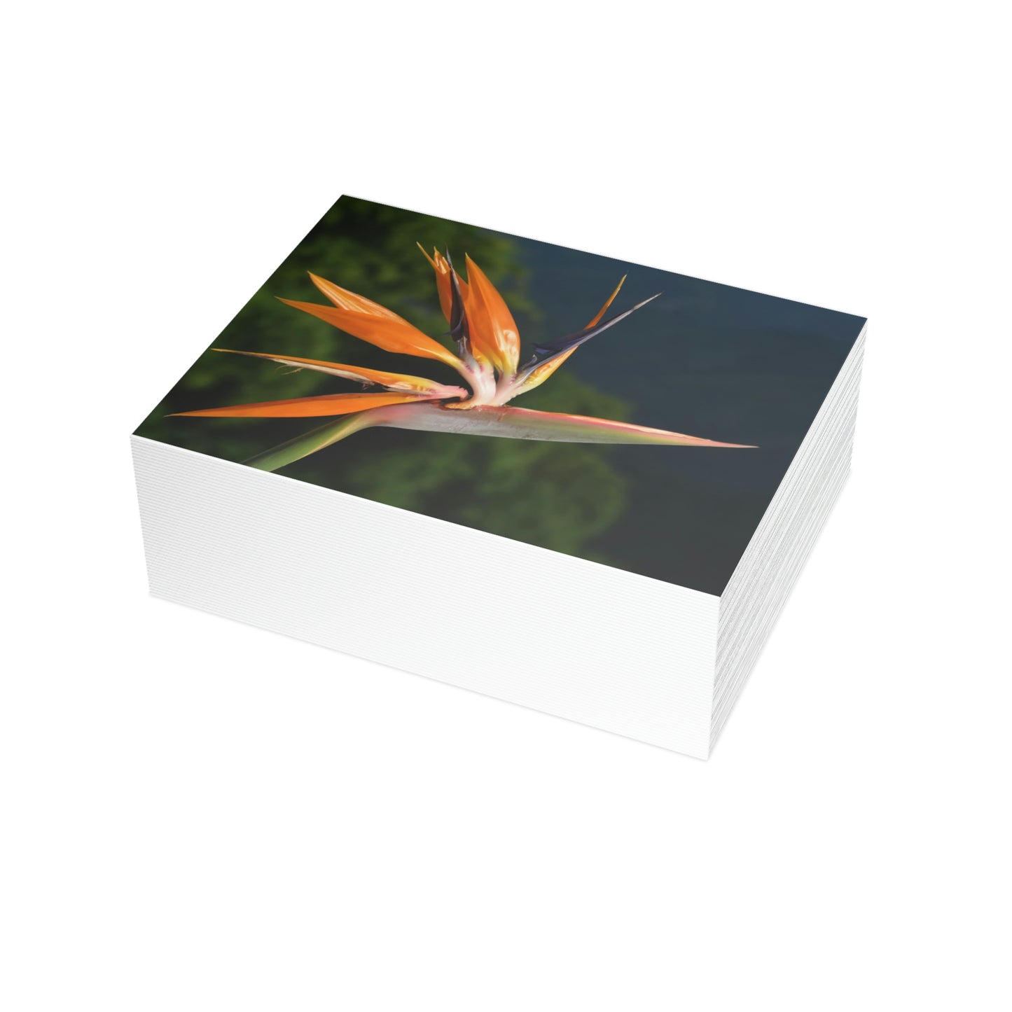 Flowers 26 Greeting Card Bundles (envelopes not included)