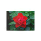 Flowers 11 Greeting Cards (1, 10, 30, and 50pcs)