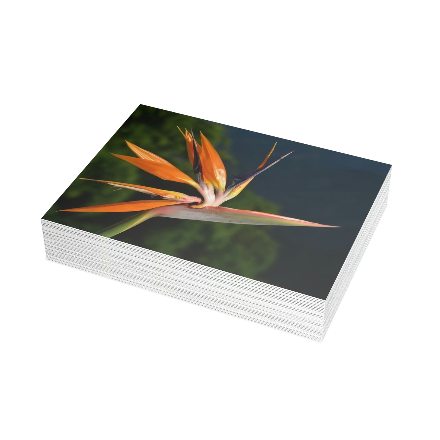 Flowers 26 Greeting Card Bundles (envelopes not included)