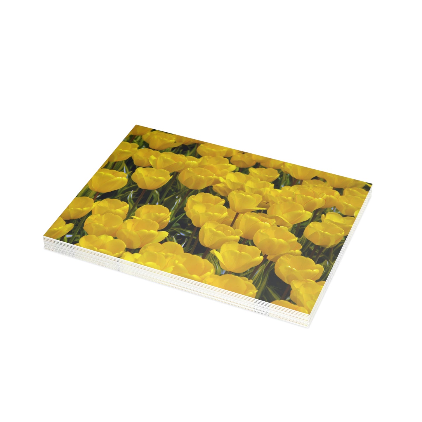 Flowers 24 Greeting Card Bundles (envelopes not included)