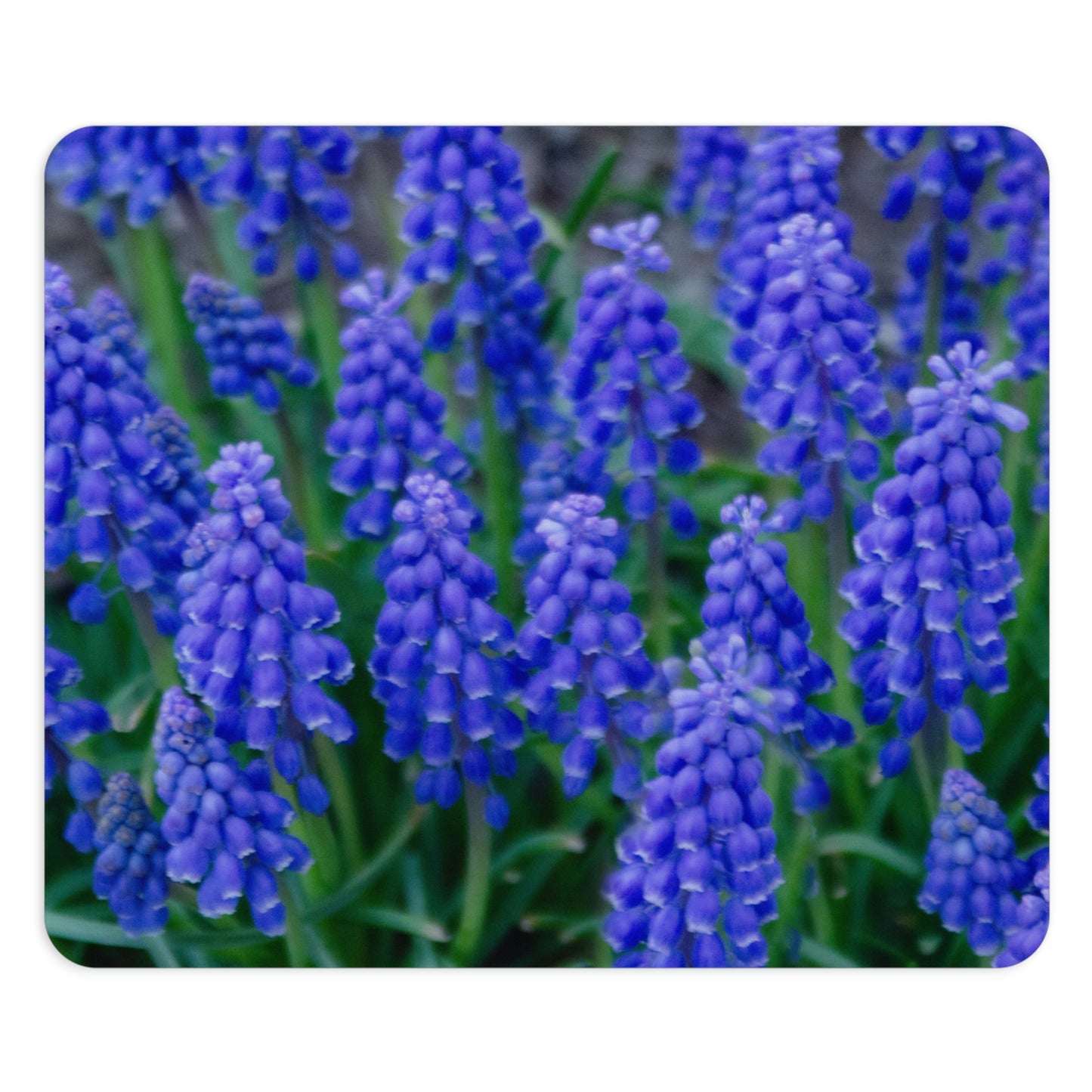 Flowers 11 Rectangle Mouse Pad