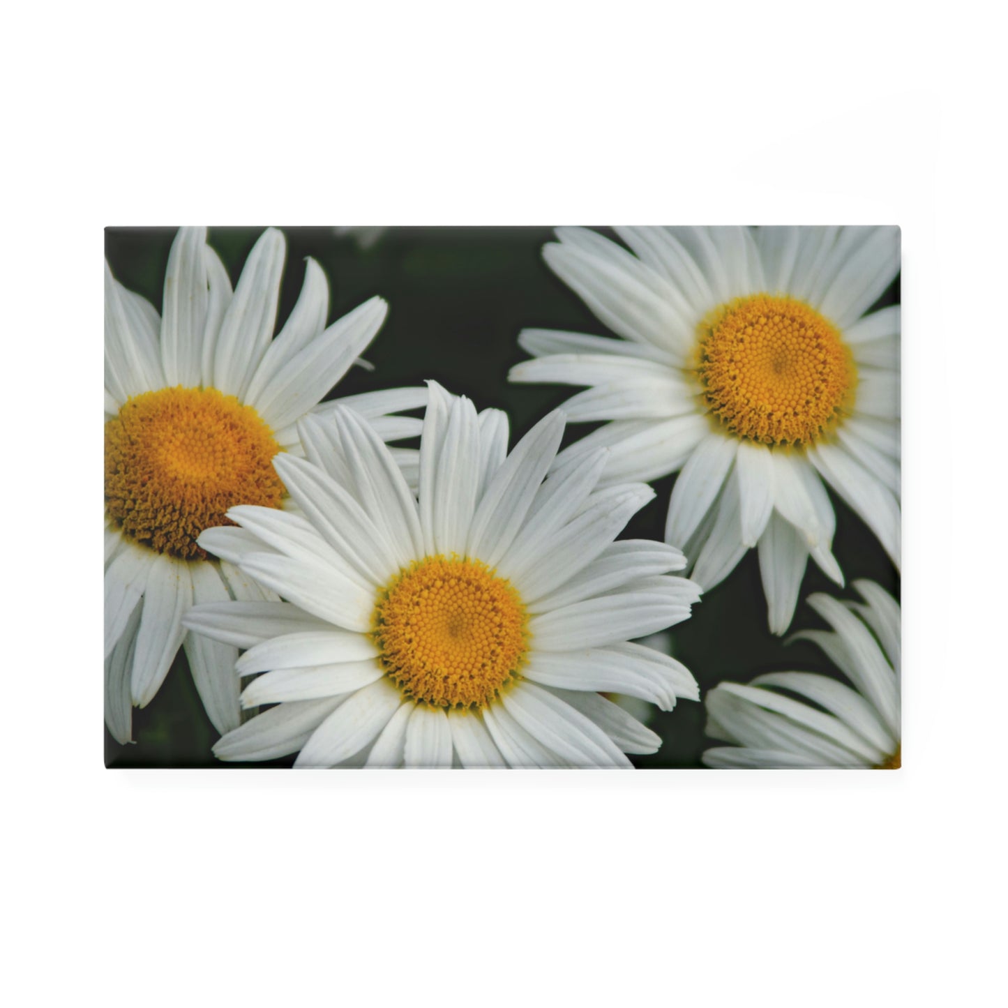 Flowers 01 Button Magnet, Rectangle (1 & 10 pcs)