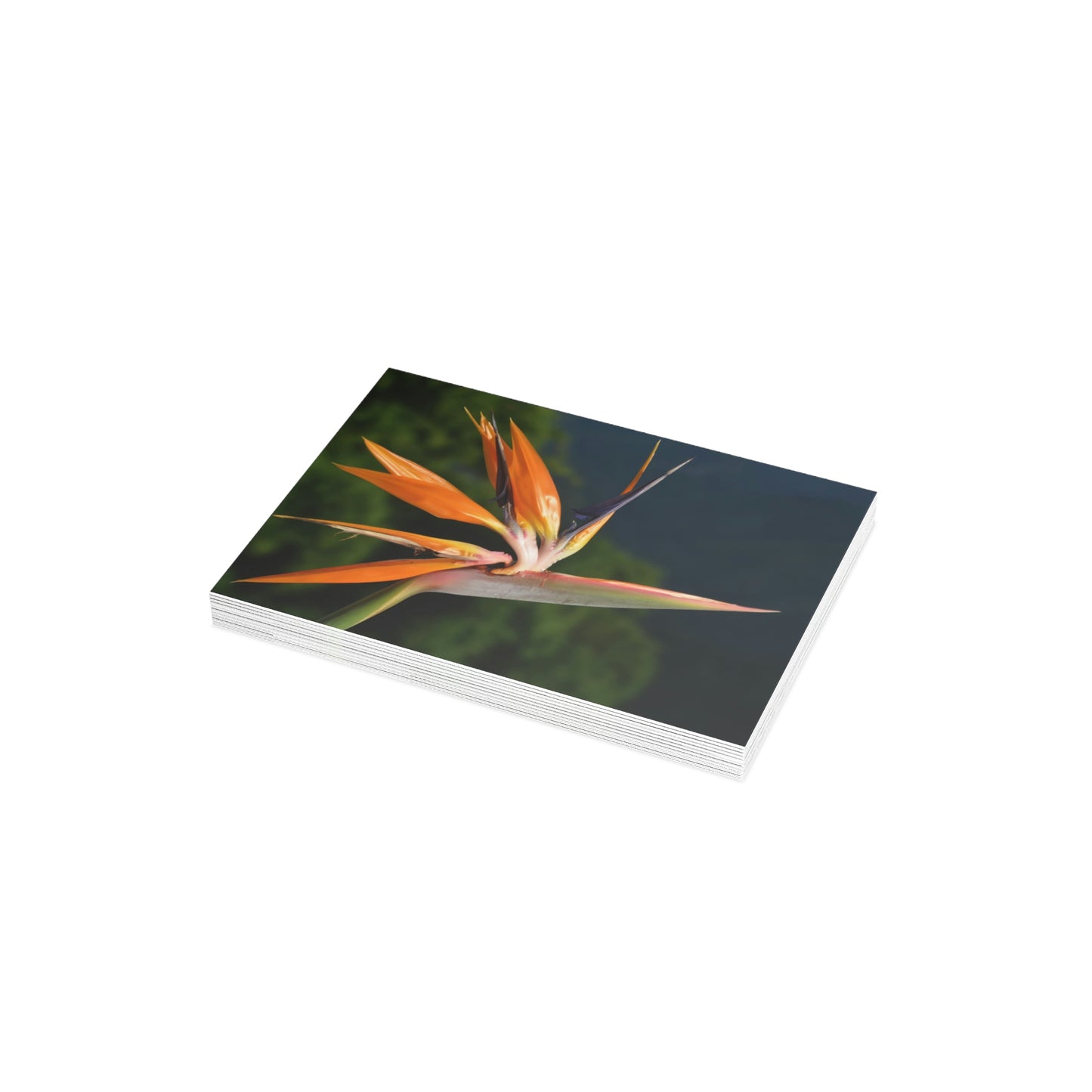 Flowers 26 Greeting Card Bundles (envelopes not included)