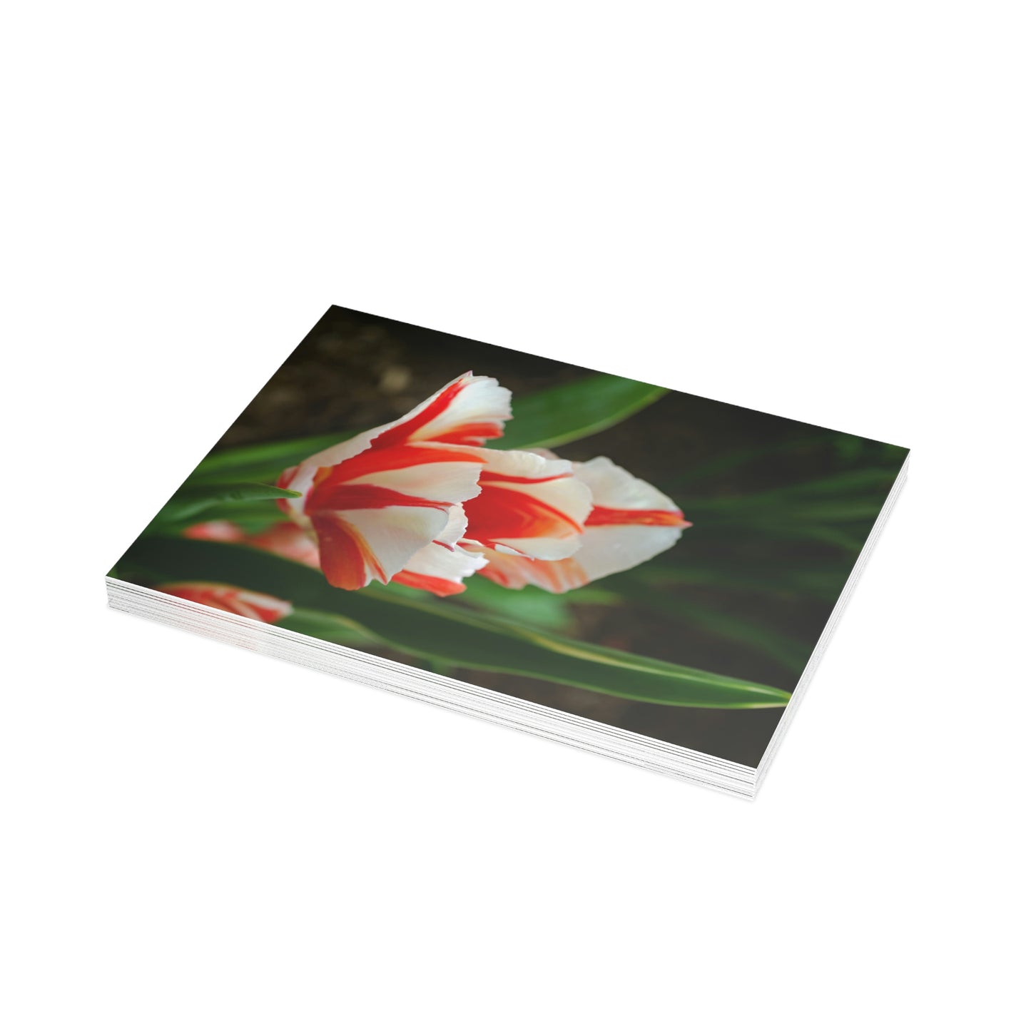 Flowers 04 Greeting Card Bundles (envelopes not included)