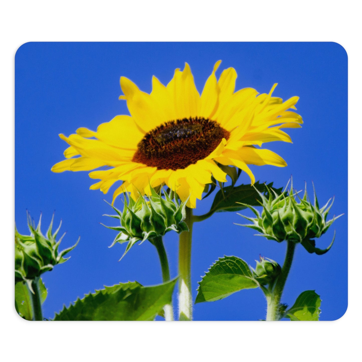 Flowers 02 Rectangle Mouse Pad