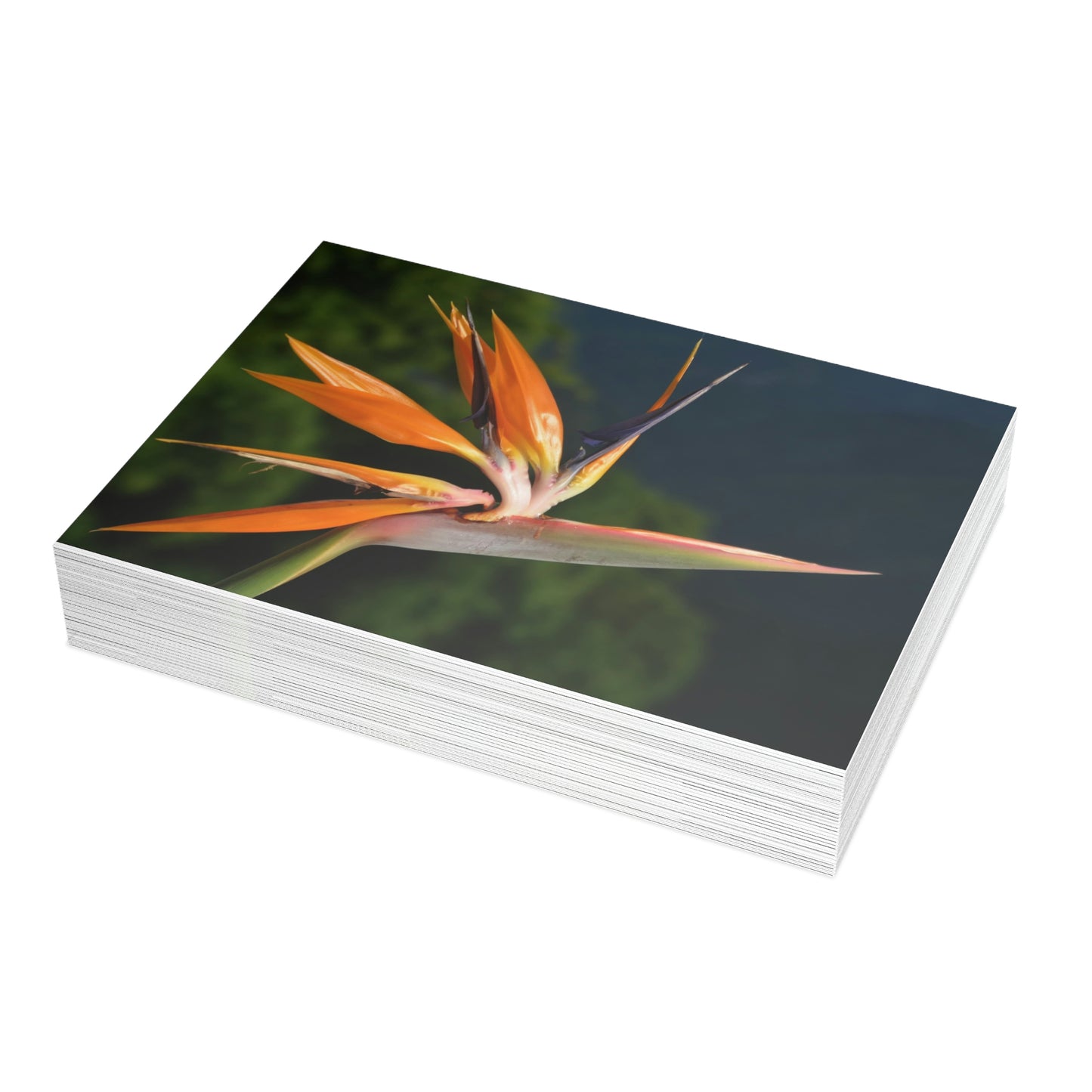 Flowers 26 Greeting Card Bundles (envelopes not included)