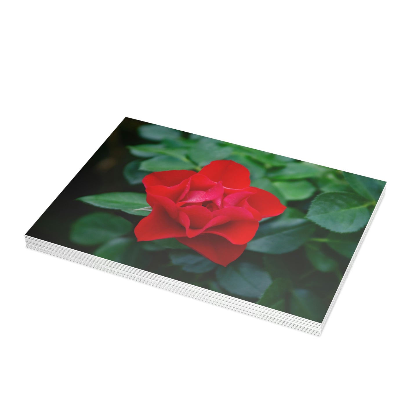 Flowers 06 Greeting Card Bundles (envelopes not included)