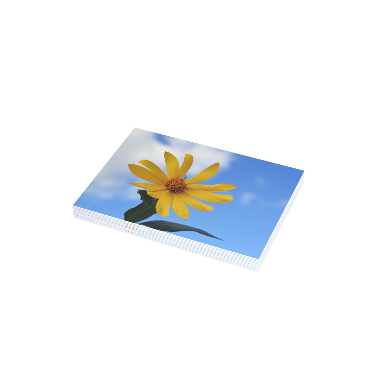 Flowers 32 Greeting Card Bundles (envelopes not included)