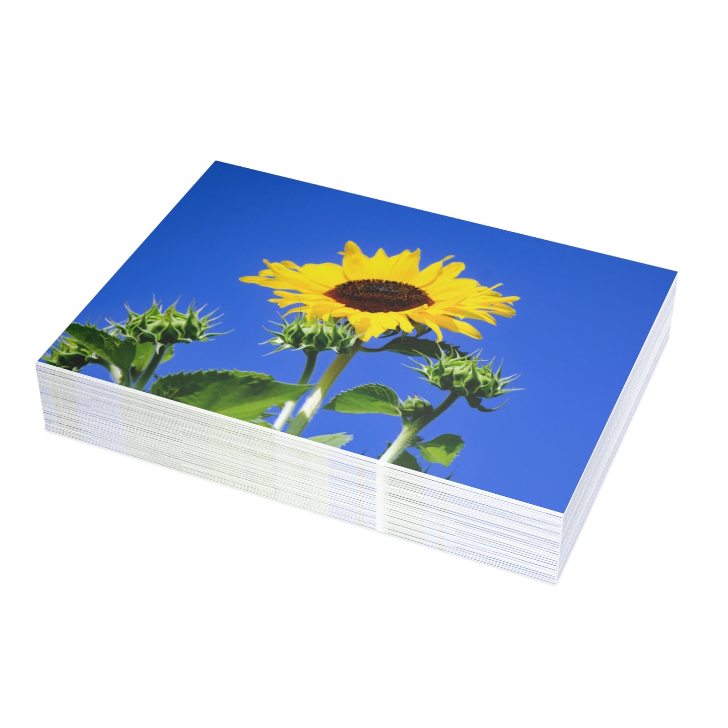 Flowers 01 Greeting Card Bundles (envelopes not included)