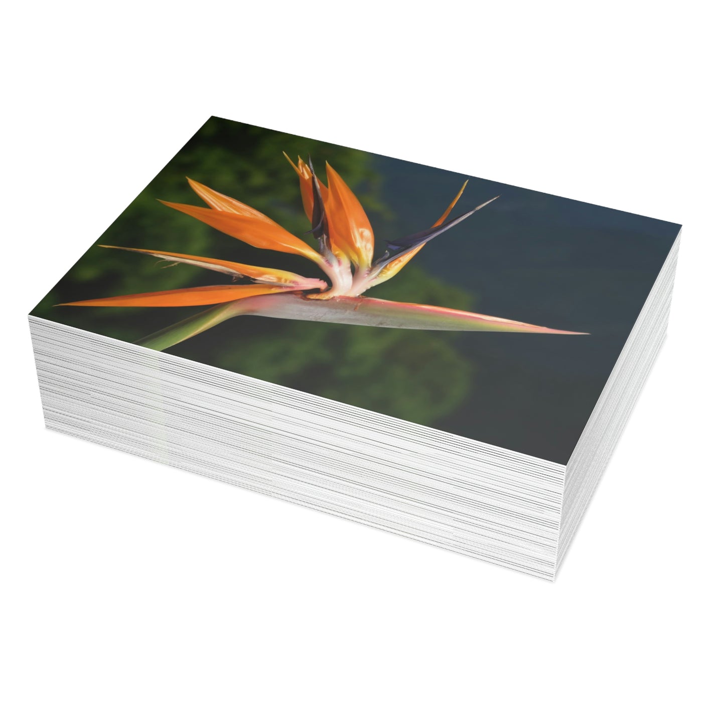 Flowers 26 Greeting Card Bundles (envelopes not included)