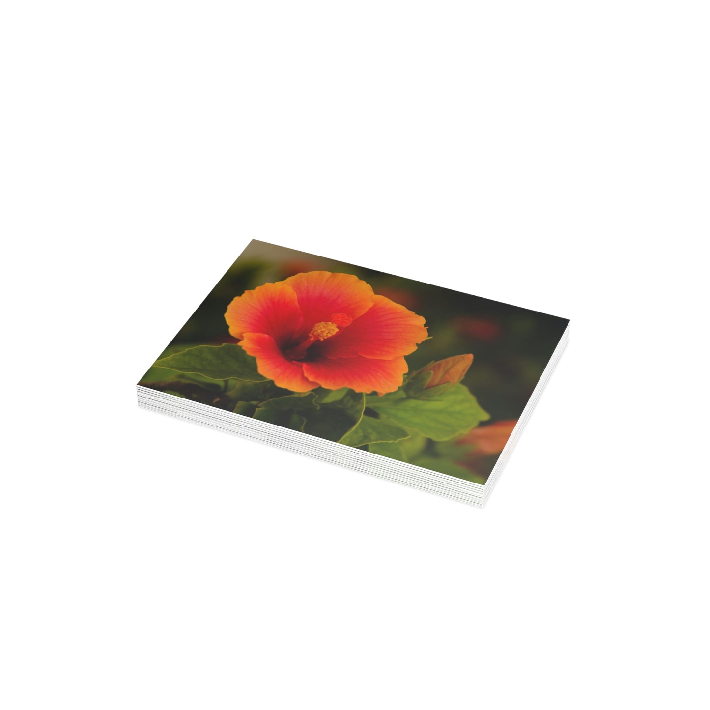 Flowers 31 Greeting Card Bundles (envelopes not included)