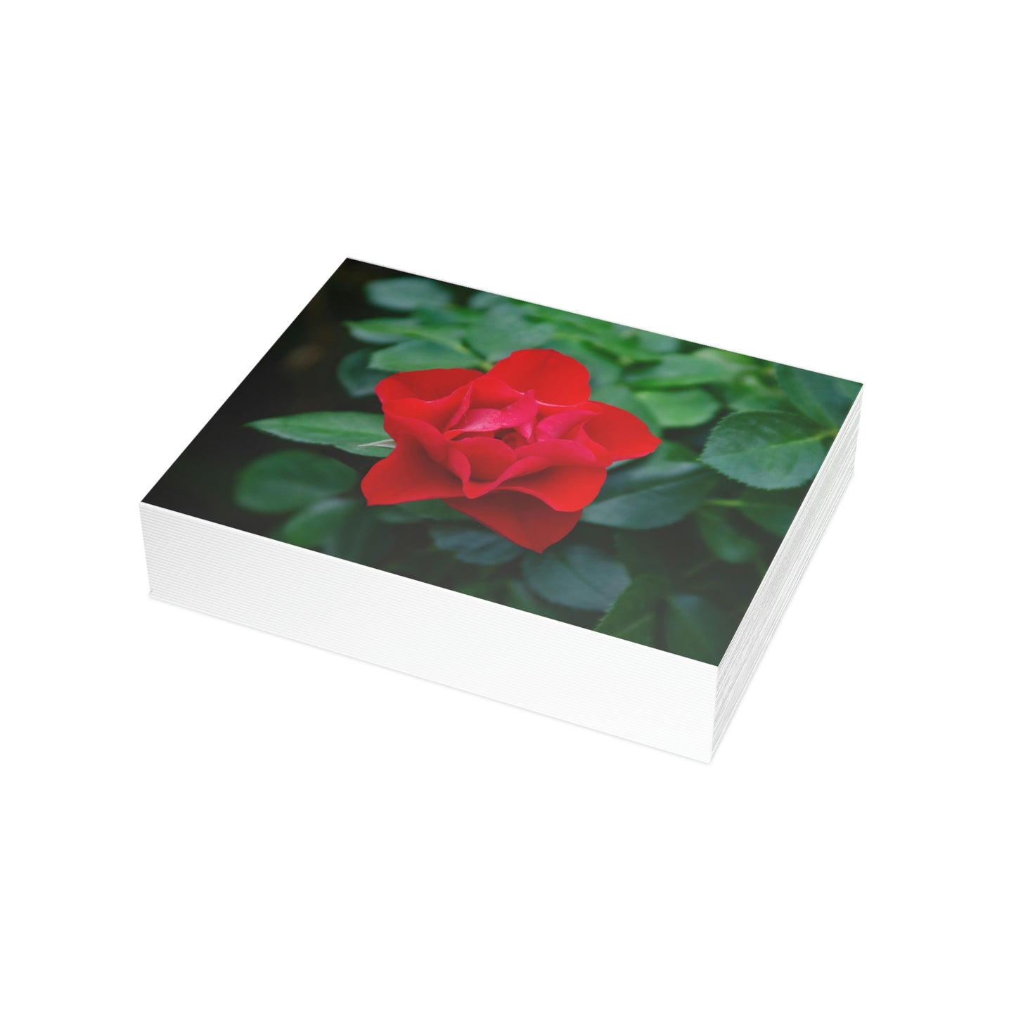 Flowers 06 Greeting Card Bundles (envelopes not included)