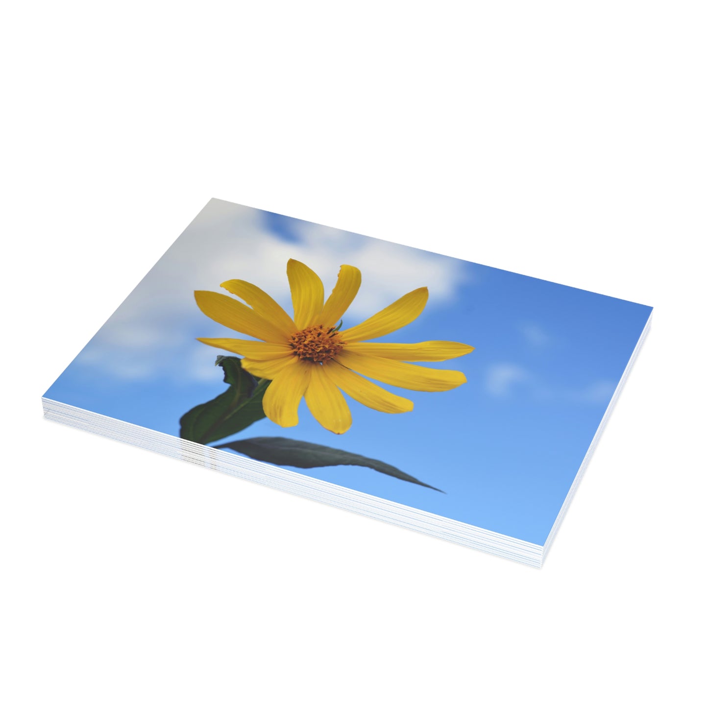 Flowers 32 Greeting Card Bundles (envelopes not included)