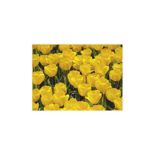 Flowers 24 Greeting Card Bundles (envelopes not included)