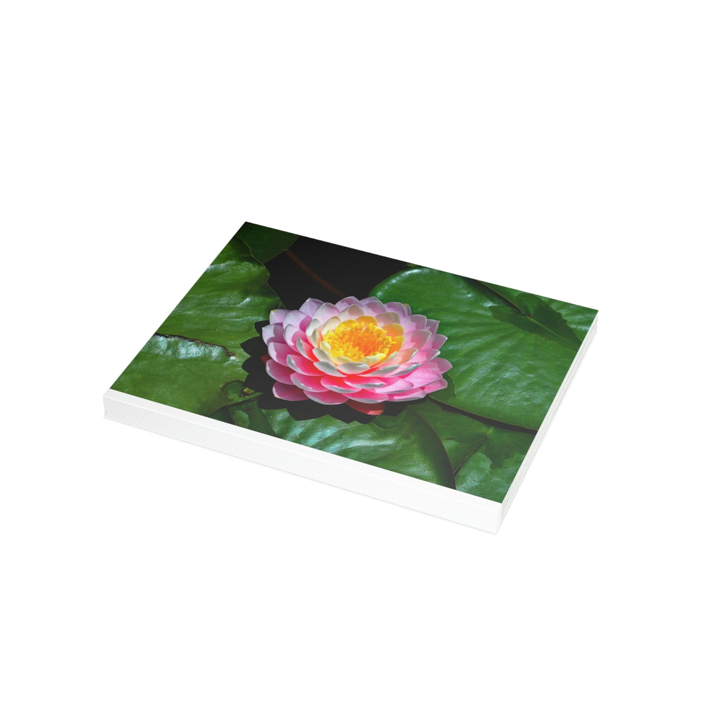 Flowers 25 Greeting Card Bundles (envelopes not included)